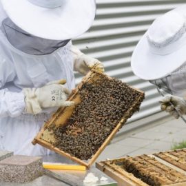 UGAMA celebra que por fin se hayan convocado las ayudas a la apicultura para la biodiversidad en la Comunidad de Madrid, pero lamenta que lleguen tarde.