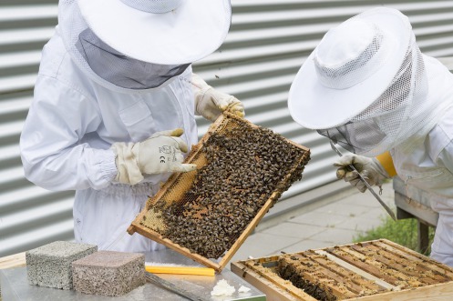 UGAMA celebra que por fin se hayan convocado las ayudas a la apicultura para la biodiversidad en la Comunidad de Madrid, pero lamenta que lleguen tarde.