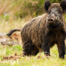 UGAMA alerta de la situación crítica de los cultivos herbáceos por la sequía y los ataques de fauna silvestre