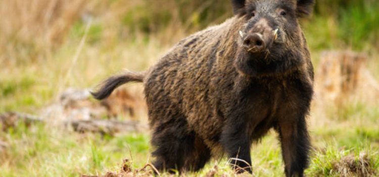 UGAMA alerta de la situación crítica de los cultivos herbáceos por la sequía y los ataques de fauna silvestre