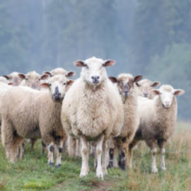 UGAMA considera que las ayudas aprobadas no satisfacen ni a agricultores ni a ganaderos