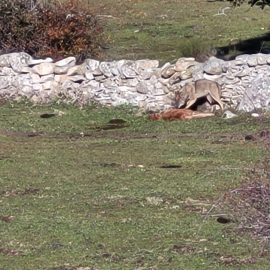 Ganadero madrileño documenta en video un ataque de lobo a ternero, pero agentes forestales niegan evidencia: UGAMA exige acción y transparencia.