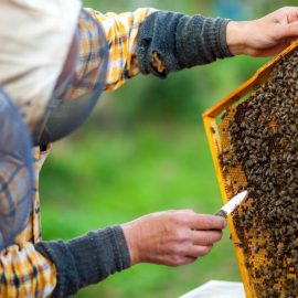 El olvido de la apicultura en las ayudas al gasóleo indigna al sector
