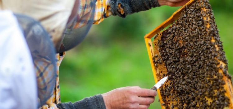 El olvido de la apicultura en las ayudas al gasóleo indigna al sector